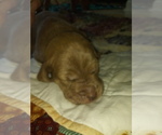 Puppy 3 Bullypit-Vizsla Mix