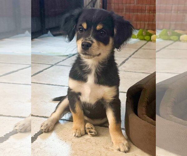 Medium Photo #2 Chihuahua-Colonial Cocker Spaniel Mix Puppy For Sale in Corona, CA, USA