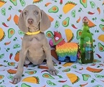 Small Weimaraner