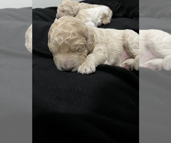Medium Photo #11 Goldendoodle Puppy For Sale in SAINT LOUIS, MO, USA