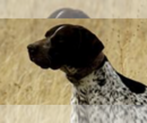 Father of the German Shorthaired Pointer-Great Pyrenees Mix puppies born on 02/01/2022