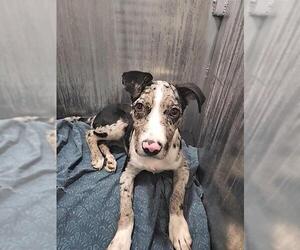 Catahoula Leopard Dog-Unknown Mix Dogs for adoption in San Antonio, TX, USA
