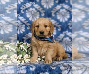 Golden Retriever Puppy for sale in OXFORD, PA, USA