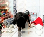 Small Photo #6 Australian Retriever Puppy For Sale in DUNCAN, OK, USA