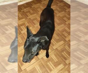 Labrador Retriever-Unknown Mix Dogs for adoption in San Antonio, TX, USA