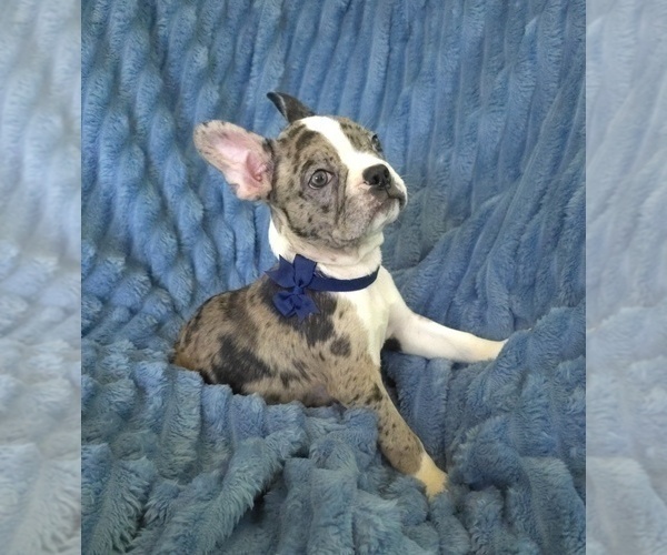 Medium Photo #4 Faux Frenchbo Bulldog Puppy For Sale in MINERAL WELLS, WV, USA