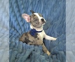 Small #3 Faux Frenchbo Bulldog