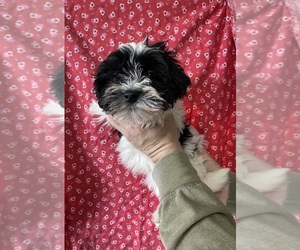 Havanese Puppy for sale in AMSTERDAM, MO, USA