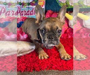 French Bulldog Puppy for sale in HEATHROW, FL, USA
