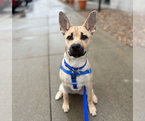 Medium Photo #1 Siberian Husky-Unknown Mix Puppy For Sale in Boston, MA, USA