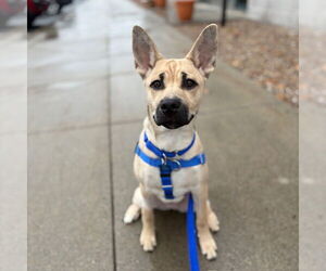 Siberian Husky-Unknown Mix Dogs for adoption in Boston, MA, USA