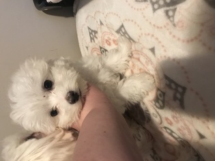 Maltese Puppy for sale in GRIFFIN, GA, USA