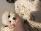 Small Photo #1 Maltese Puppy For Sale in GRIFFIN, GA, USA
