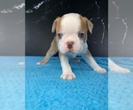 Puppy Ron Boston Terrier