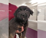 Small #2 German Shepherd Dog Mix