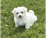 Small #11 Maltese