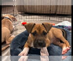Small #2 American Pit Bull Terrier-Black Mouth Cur Mix