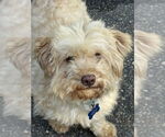 Small #1 Maltese Mix