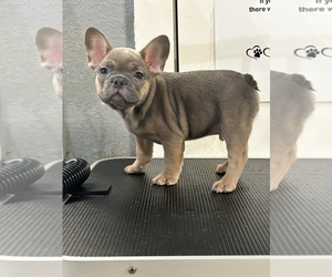 French Bulldog Puppy for Sale in KANSAS CITY, Kansas USA