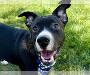 American Pit Bull Terrier Dogs for adoption in Pueblo, CO, USA