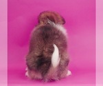 Small Photo #4 Pomsky Puppy For Sale in WARSAW, IN, USA