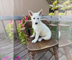 German Shepherd Dog Puppy for sale in GREENWOOD, WI, USA