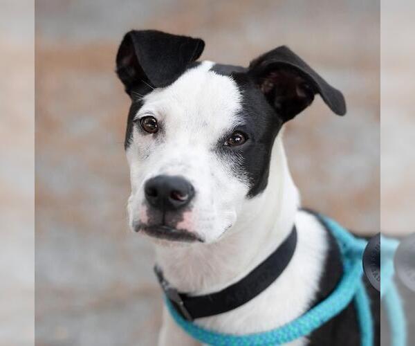 Medium Photo #43 Boston Terrier-Boxer Mix Puppy For Sale in San Diego, CA, USA