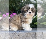 Small #3 Shih Tzu