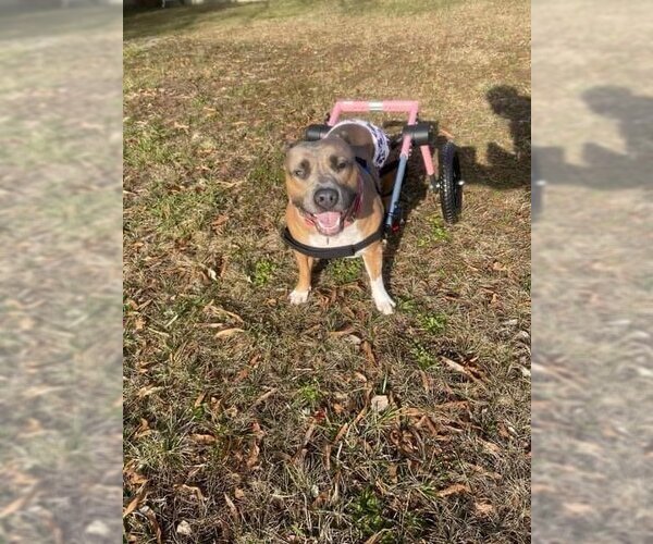 Medium Photo #4 American Pit Bull Terrier-American Staffordshire Terrier Mix Puppy For Sale in Wenonah, NJ, USA