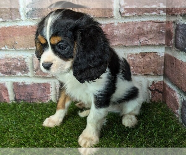 Medium Photo #11 Cavalier King Charles Spaniel Puppy For Sale in MOBERLY, MO, USA