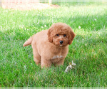 Small #2 Goldendoodle-Poodle (Toy) Mix