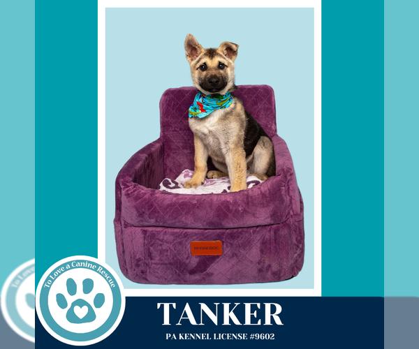 Medium Photo #9 Gerberian Shepsky Puppy For Sale in Kimberton, PA, USA