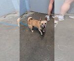 Small #1 Chihuahua