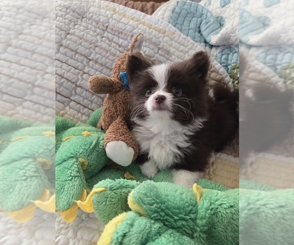 Medium Photo #5 Chiranian Puppy For Sale in OCALA, FL, USA