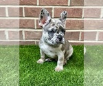 Puppy Goose French Bulldog