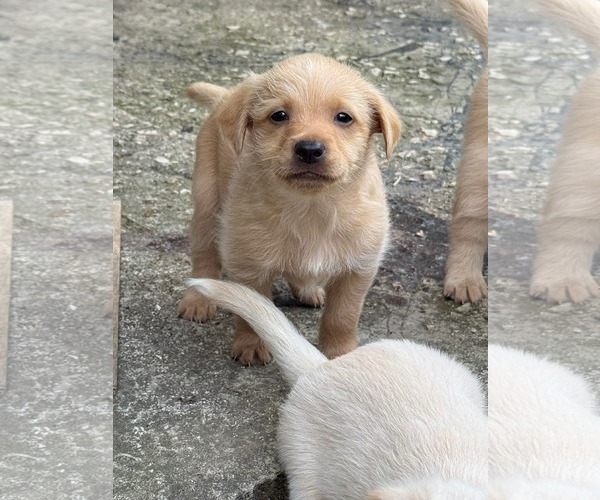 Medium Photo #2 Chihuahua-Labrador Retriever Mix Puppy For Sale in Virginia Beach, VA, USA
