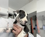 Puppy Puppy 9 Great Dane