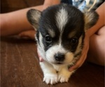 Puppy Coco Pembroke Welsh Corgi