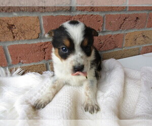 Australian Cattle Dog Puppy for sale in JACKSON, MI, USA