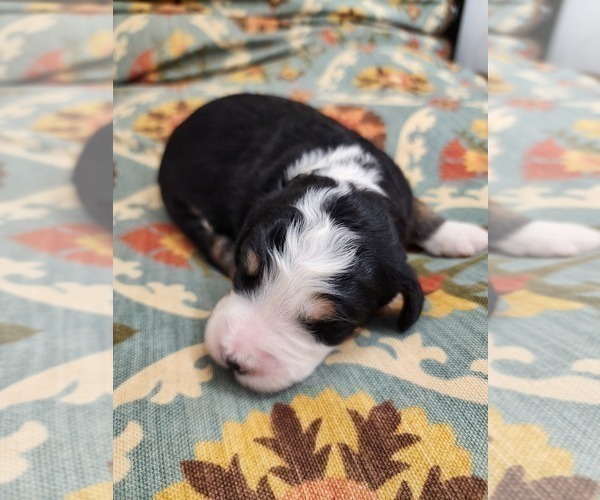 Medium Photo #5 Bernedoodle Puppy For Sale in NASHVILLE, TN, USA