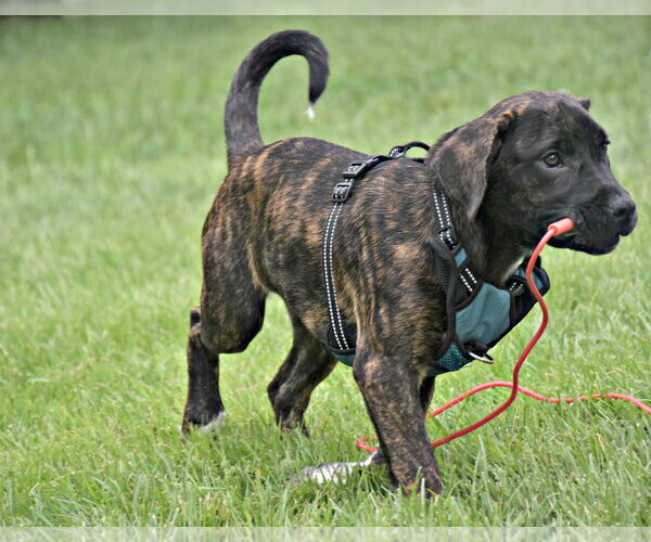 Medium Photo #3 Border-Aussie Puppy For Sale in Spring Lake, NJ, USA