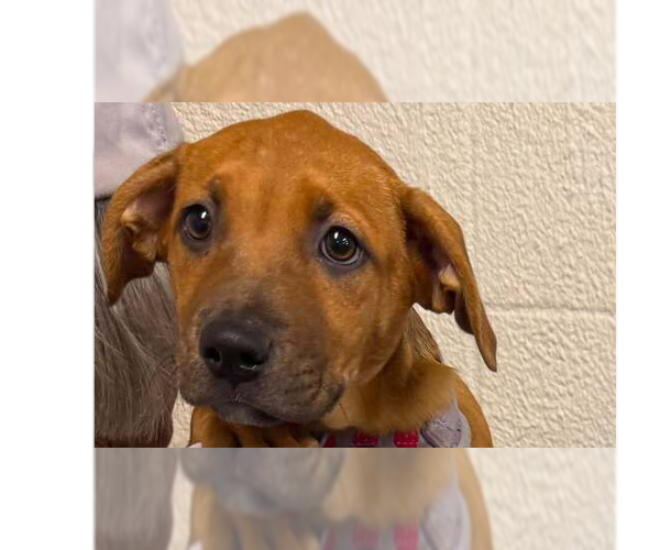 Medium Photo #1 Mutt Puppy For Sale in Abbeville, LA, USA