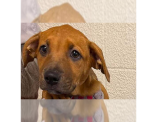 Mutt Dogs for adoption in Abbeville, LA, USA