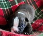 Small Boston Terrier