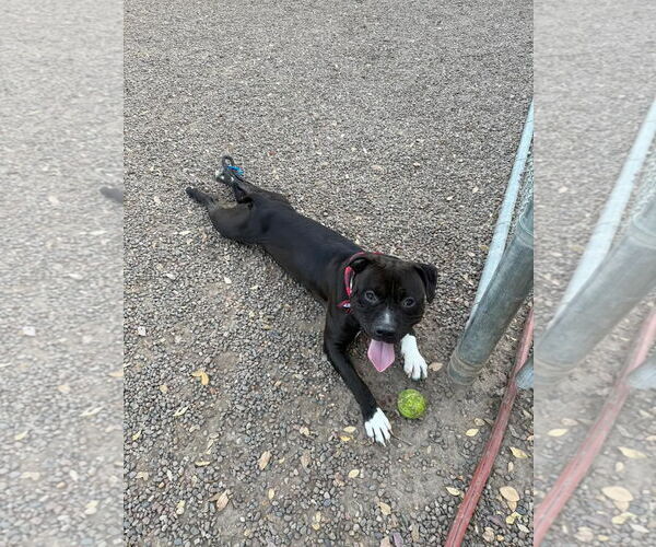 Medium Photo #3 Staffordshire Bull Terrier-Unknown Mix Puppy For Sale in Chandler, AZ, USA