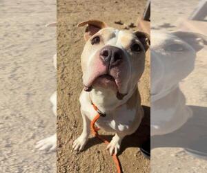 Mutt Dogs for adoption in Incline Village, NV, USA