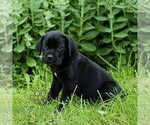 Small #4 Cane Corso