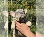 Small #1 French Bulldog