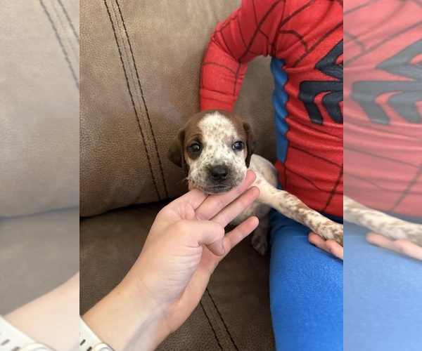 Medium Photo #3 Treeing Walker Coonhound Puppy For Sale in ZANESVILLE, OH, USA