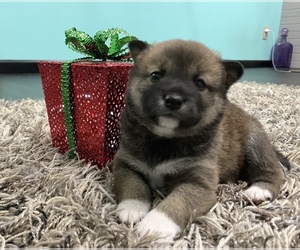 Shiba Inu Puppy for sale in WENTZVILLE, MO, USA